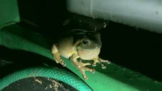 Australian Green Tree Frog [upl. by Woll677]