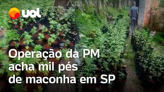 Operação da PM encontra mil pés de maconha em quintal de SP veja vídeo [upl. by Adriene]