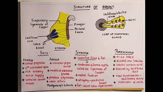 Mammary glandStructure [upl. by Binetta]