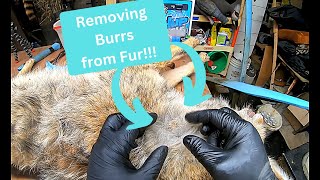 Removing Burrs From Fur  Coyote Series Part 1  In The Fur Shed Series [upl. by Yevoc328]