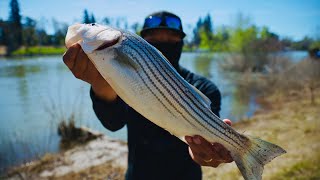 Sacramento River Sturgeon and Striper Action 31824 Striperfishing sturgeonfishing [upl. by Oneal]