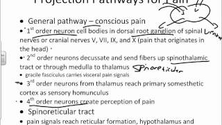 General Somatosensory and Pain Pathwayswmv [upl. by Brabazon]