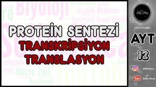 4 Protein Sentezi  Transkripsiyon  Translasyon [upl. by Nnyliram]