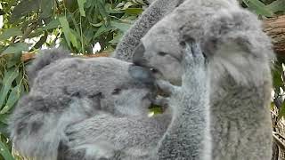 Baby koalas having a little fighting [upl. by Toll640]