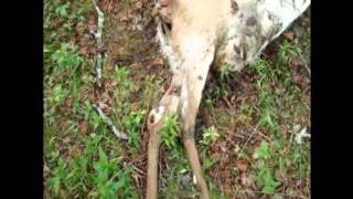 June Doe Decomposition WARNING Extremely Graphic [upl. by Juni108]