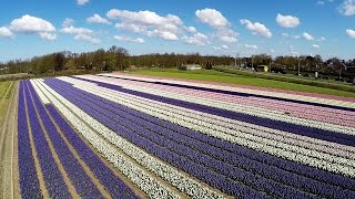 Bloembollenvelden Keukenhof Lisse Drone 2015 Dutch Flower Fields [upl. by Kremer]