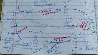 Patters of Nitrogenous Excretion in Animalszoology zoologynotes excretion [upl. by Eninotna]