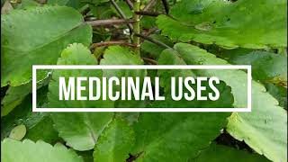 Katakataka Miracle Leaves Traditional Medicinal Uses  Shamae Lopez [upl. by Merci]