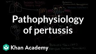 Pathophysiology of pertussis  Respiratory system diseases  NCLEXRN  Khan Academy [upl. by Merralee419]