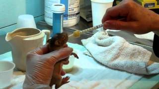 How to feed a baby squirrel [upl. by Neetsyrk825]