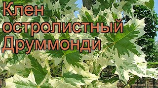 Клен остролистный Друммонди drummondii 🌿 обзор как сажать саженцы крупномеры клена Друммонди [upl. by Merwyn]