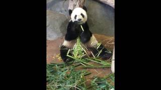 Giant Panda Bear Eats Bamboo [upl. by Sayers]