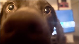 Dog wants privacy when she is cleaning herself try’s multiple times to dolphin nose the camera off [upl. by Irafat]