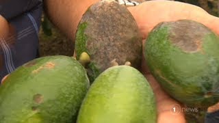 Fungal disease devastating feijoa crops in Kerikeri [upl. by Stephania261]