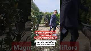 Magnolie grandiflora veșnic verde creare site cu platforma web wwwbryocom [upl. by Atika697]