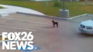 Puppy chases car after driver abandons her in California parking lot [upl. by Stroup]