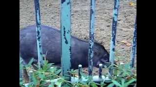 Visayan Warty Pig At Zoo Antwerp [upl. by Hareehat544]