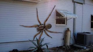 Cane Spider Hawaii [upl. by Yraeg]