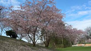 viel früher als sonst Hanami  Olympiapark  Kirschblütenzeit 2024 in München Hanami Dahoam [upl. by Sito252]