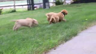 Fox Red Labrador Retriever Puppies For Sale [upl. by Port]