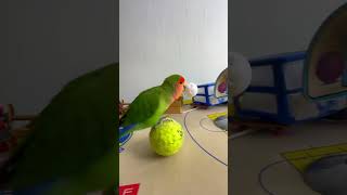 Bird Training  Smart lovebird Parrot  Smart Little Cute Parrot training smartparrot cute [upl. by Gibbs71]