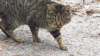 Striped cat afraid of me but wants food [upl. by Joacima]