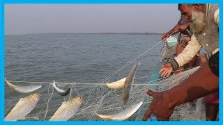 Amazing Fast Hilsa Fishing Skill  Catching Hilsa Fish Big on The Sea  Fish Corn [upl. by Drauode]