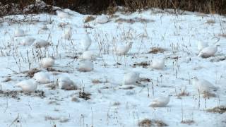 Willow Ptarmigan Flock [upl. by Aihtibat]