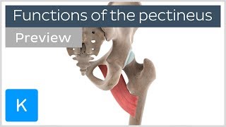 Functions of the pectineus muscle preview  Human 3D Anatomy  Kenhub [upl. by Feinleib]