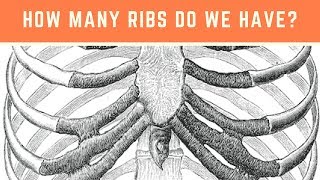 How many ribs do we have Ribs and the Rib cage [upl. by Aicirtel222]