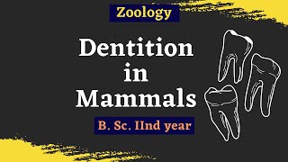 Dentition In Mammals  B Sc 2nd year  Zoology [upl. by Sidwel]