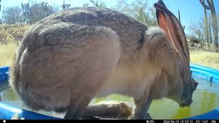 Jackrabbit up close jackrabbits desertwildlife heatwaves caughtontrailcam [upl. by Tur]