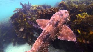 Underwater Sydney  Wobbegong Shark [upl. by Ballard99]