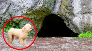 Un perro no deja de ladrar en una cueva su dueño decide entrar Y DESCUBRE ALGO IMPACTANTE [upl. by Nolra854]