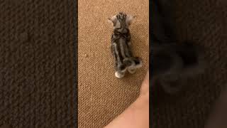 The Cutest Kitten Ever 😻✨cat kitten tinypaws kittenish cute meow catvideos [upl. by Euseibbob]