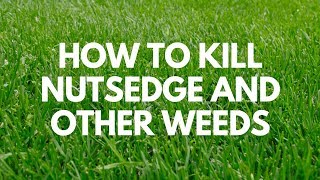 How to Kill Nutsedge and Other Weeds  Image Kills Nutsedge [upl. by Sandeep]