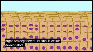 Le renouvellement cellulaire source  AP1 keratinization in epidermis [upl. by Ayanet]