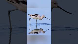 American Avocet Bird 🐥 [upl. by Narcissus]