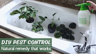 DIY Pest Control Spray Organic pest control for plants that WORKS [upl. by Salema]