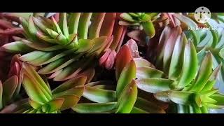 Crassula capitela campifire [upl. by Langer591]