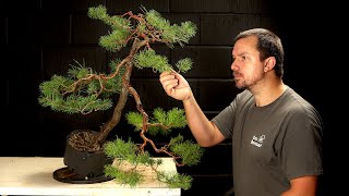 Starting a Scots Pine Bonsai [upl. by Nohtan]