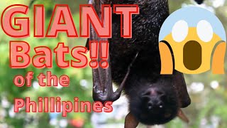 Giant Bats of the Philippines Known As quotFlying Foxesquot Boracay Island [upl. by Eelloh866]