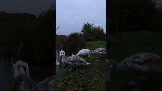 Swan Family in Barton Seagrave Kettering swans nature wildlife swans cygnets [upl. by Alegre593]