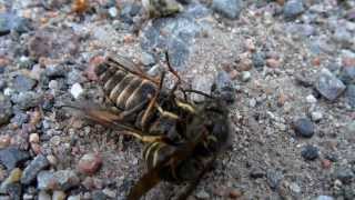 Wasp slays horse fly then gets robbed [upl. by Boardman]