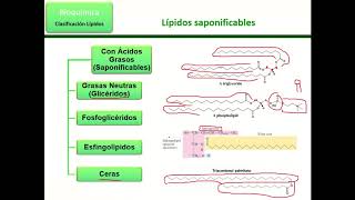 Lípidos Estructura clasificación y transporte [upl. by Oihsoy437]