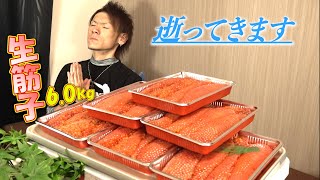 【生筋子】値段高騰？関係ないねぇ！！いくらでも買うさ！！※５合飯だけのプチドカ食い [upl. by Handy]