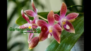 Kann ich Orchideen durch Stecklinge vermehren  Alles über Orchideen 41  Gartenschlaucom [upl. by Garvy]