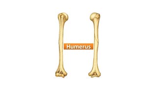 Humerus Part 1 Prof Dr Md Ashfaqur Rahman [upl. by Lyrej]