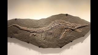 Why The Successor To The Ichthyosaur Was So Cool [upl. by Yecats]