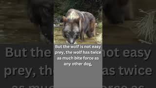 Kangal Dog Attacks Wolf Kangal vs Wolf Attack shorts kangal [upl. by Marilou]